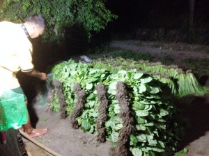 Vùng rau VietGAP: Trồng, phun thuốc, bán... không ăn